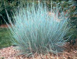 Blue Stem Grass 1G [Andropogon Brachystachus]